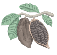 Cacao